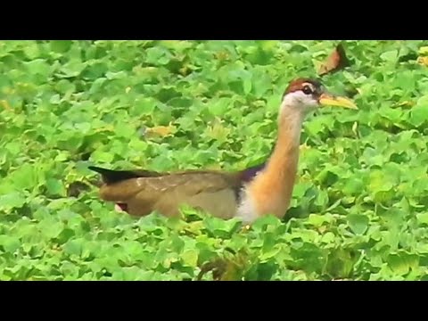 Young Bronze Winged Jacanas Roam Around 