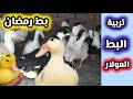 ربي نوع البط ده لرمضان ملخص تسمين البط المولار البغال من عمر يوم لآخر يوم 