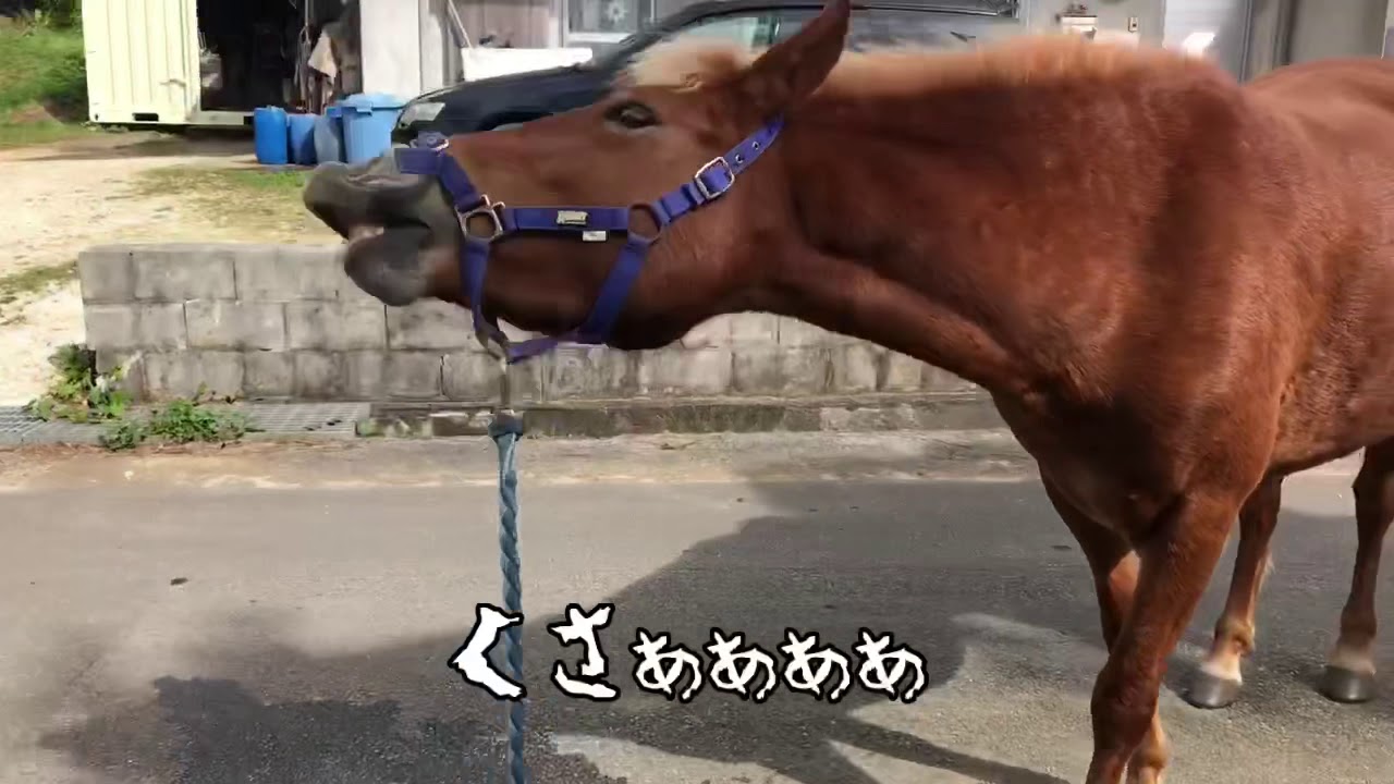 馬のフレーメン反応 Youtube