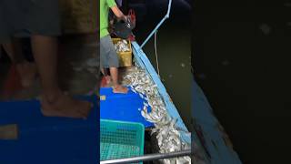 membongkar ikan hasil tangkapan di TPI air bngis pasbar