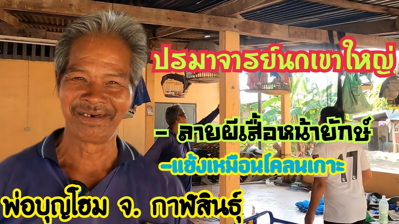 ปรมาจารย์นกเขาใหญ่…ลายผีเสื้อหน้ายักษ์/แข้งเหมือนขี้โคลนเกาะ….