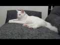 #18 ブラッシング大好き - cat's fur becomes messy soon -