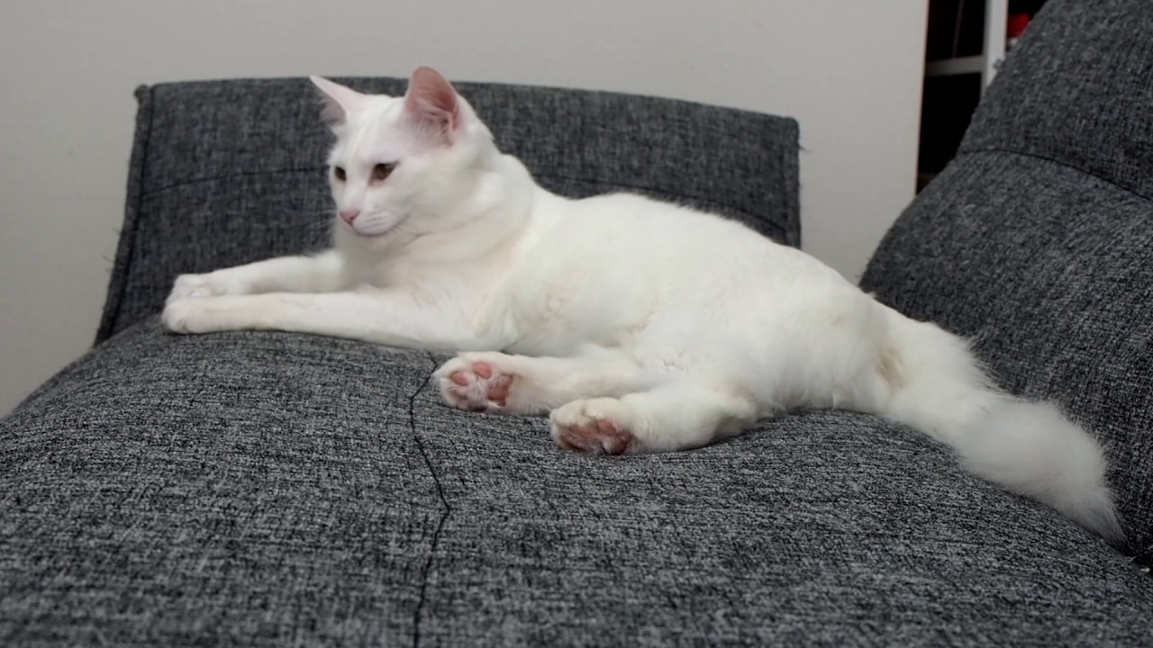 18 ブラッシング大好き cat's fur messy soon YouTube