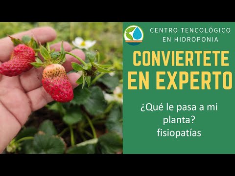 Video: Mancha foliar por cercospora de la fresa: tratamiento de las fresas con la enfermedad de la mancha foliar