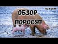 Миллион на свиньях.Вечерняя управка.Обзор подросших поросят ландрасов,дюрков.