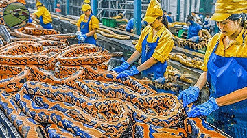 How A Farmer Makes 2 Million Dollars From Python Skin   Snake Farm  Processing Factory