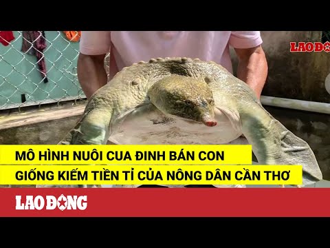 Video Mô hình nuôi cua đinh bán con giống kiếm tiền tỉ của... - youtube