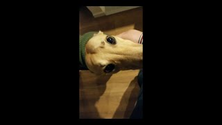 How my greyhounds 'welcome' me home