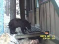 Electric doormat successfully deters bear in lake tahoe ca