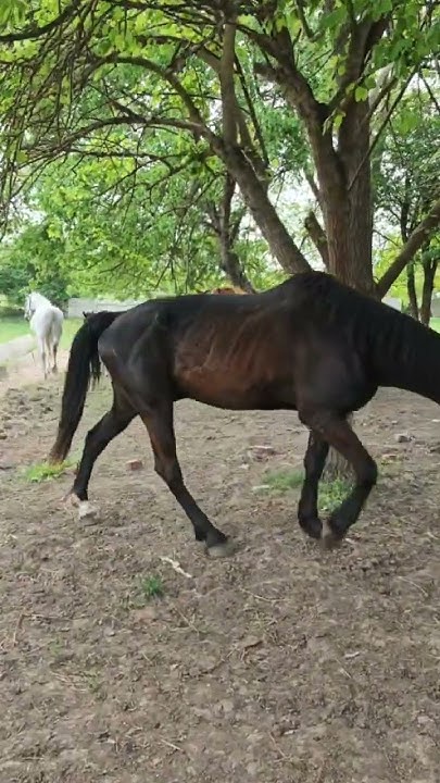 Кобыла с жеребенком вернулись на ферму #horse #лошади #топ #animals # ...