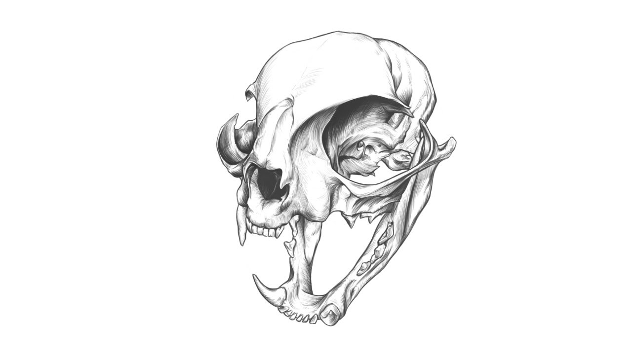 How to Draw a Cat Skull (Halloween) VIDEO & Step-by-Step Pictures