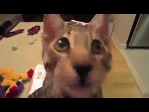 картинки кот смеётся