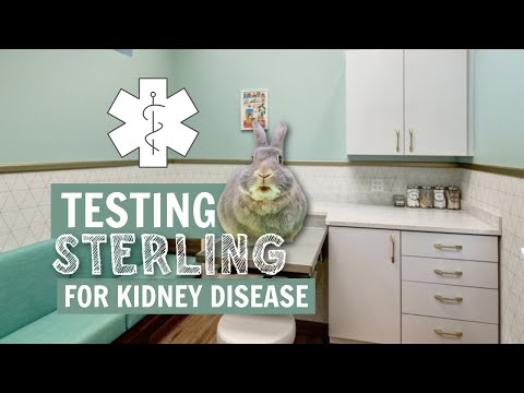 Video: Kanin Urinvägsinfektioner: Är alla de dyra testen verkligen nödvändiga?