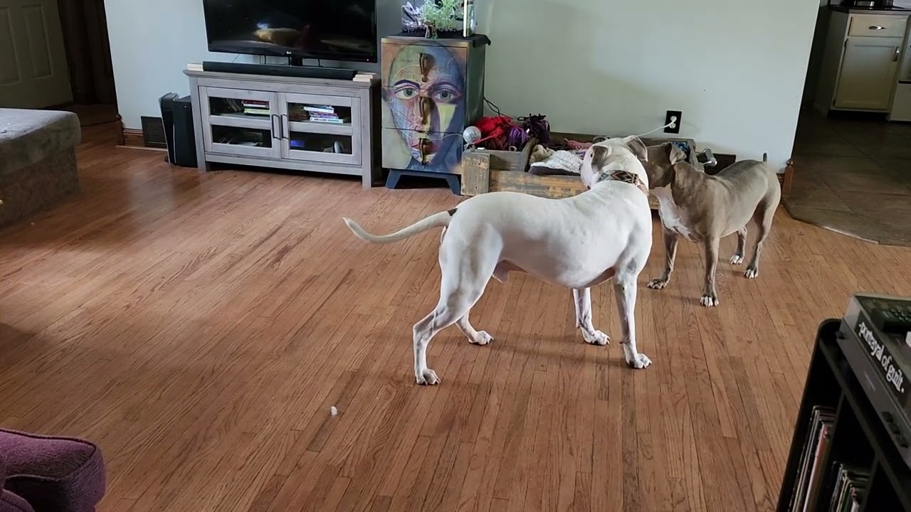 Montana can't stop won't stop playing