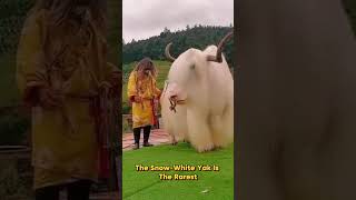 The White Yak And Its Guardian