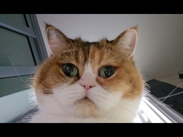 얘 콧구멍 하트 모양임