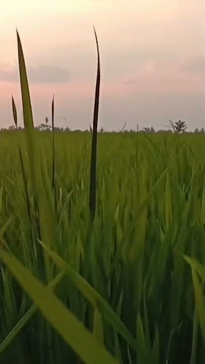 Senja dibatas desa