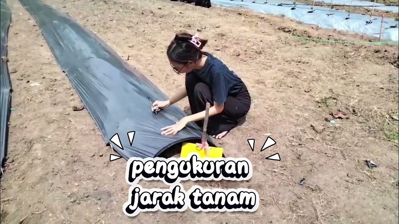 Sintia Wulandari_tomat cherry golden sweet_minggu ke 3