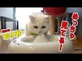 【事件発生！】新しい給水器をガン見する猫！気に入ってくれるのか？？