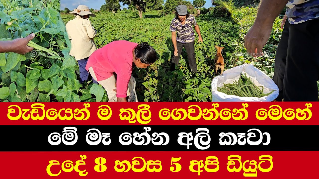 වැඩියෙන් ම කුලී ගෙවන්නේ මෙහේ | මේ මෑ හේන අලි කෑවා | උදේ 8 හවස 5 අපි ඩියුටි