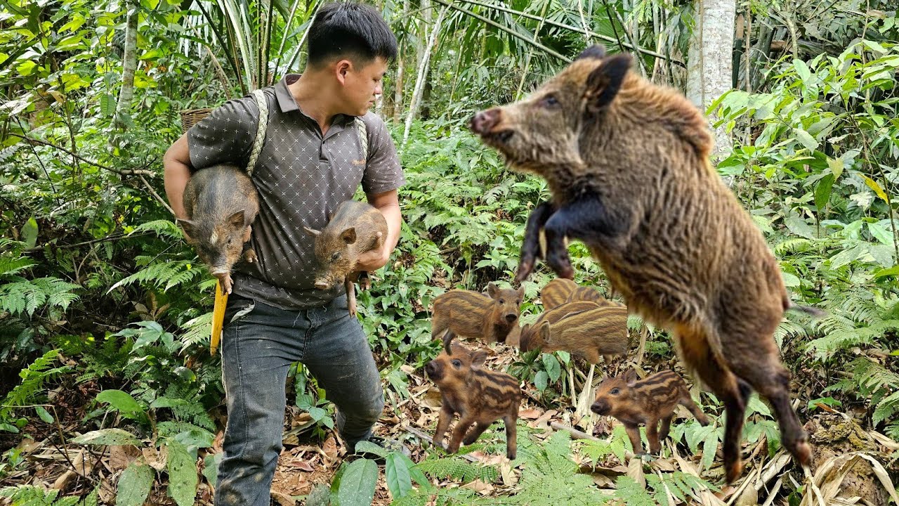 Trieu Kha searched and dug a deep pit to set a trap and caught two wild boars.