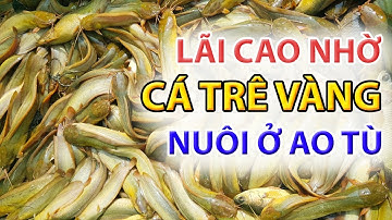Vợ Chồng cô giáo Tiếng Anh Kiếm 50 Triệu/ vụ nhờ loài cá bất chấp sống trong mọi nguồn nước