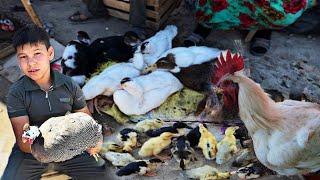 24 Август Товук Бозор Нархлари