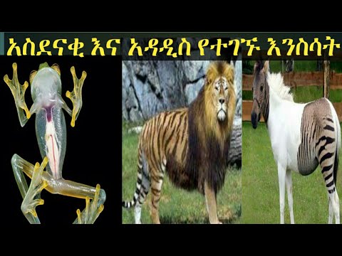 Ethiopia #አስገራሚ እና ሊታዩ የሚገባቸዉ በሳይንስ የተገኙ አዳዲስ እንስሳት