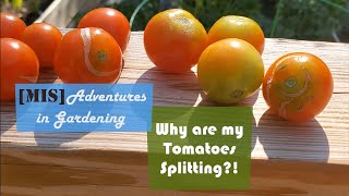 Why are my Tomatoes Splitting?!