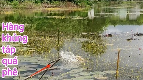 Câu cá lóc_Những cú táp ở bãi câu siêu hàng khủng @Hữunghị tv