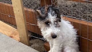 Wire Fox Terrier pups fighting over toys 11wks