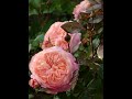 Обрезка  роз первогодок после цветения на 12:55 минуте.Обрезка взрослых кустов роз , мои наблюдения.