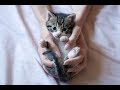 КАК ПРАВИЛЬНО ВОСПИТАТЬ КОТЕНКА HOW TO RAISE A KITTEN