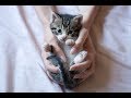 КАК ПРАВИЛЬНО ВОСПИТАТЬ КОТЕНКА  HOW TO RAISE A KITTEN