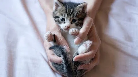 КАК ПРАВИЛЬНО ВОСПИТАТЬ КОТЕНКА  HOW TO RAISE A KITTEN