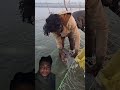 Monster fish catching Net Fishing #fishhunting2​ #fishing​ #fish​ #catchingfish​ #amazing