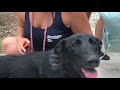 5 m/o German Shepherd “Liberty” | Central Florida Dog Trainers | Daytona Beach Dog Trainers 5 m/o German Shepherd “Liberty” | Central Florida Dog Trainers | Daytona Beach Dog Trainers