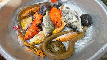 Kem Chanel lái công nông bắt cá trong chum có cá chép, cá trê, con rùa, con ếch, cá vàng, axolotl