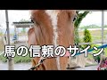 馬の信頼のサイン【乗馬・馬術】Horse trust sign【HorseCommunicationJapan】