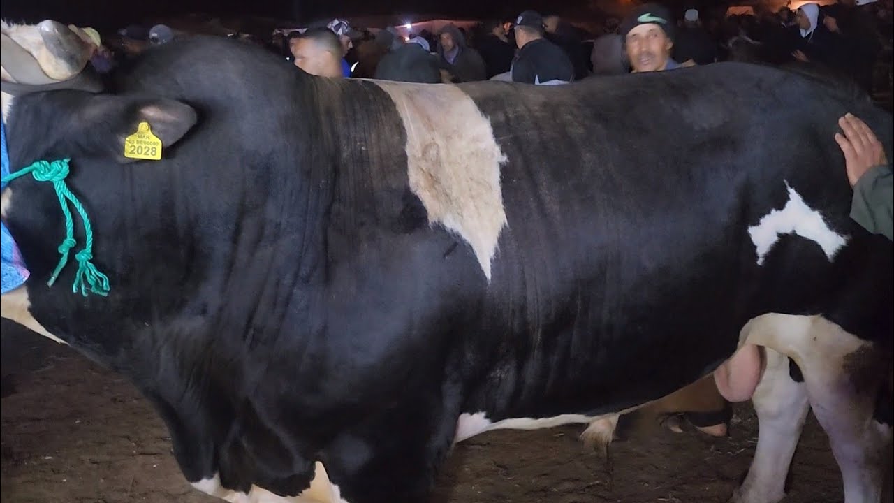 خيرات موجودة في سوق حد ولاد فراج نقدم لكم أتمنة تتا تور كزاري 5000مليون