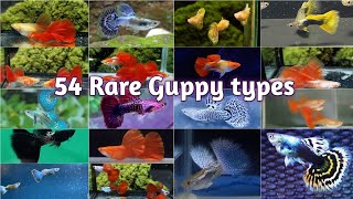 All varieties of guppy fish | New strains of guppy | 54 Rare types of Guppy