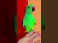 mithu Billi kaise bolati hai 😺🐈😺 #parrot #trending #talkingparot #nonstoptalkingparrot #funnybird