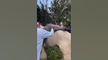 Learning to Ride a Horse Gone Hilariously Wrong 🐎😂 | #shorts #funnyvideo