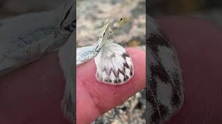 How I Rescued A Erfly From A Frigid Death