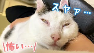 ママに甘えててもゾンビ顔で寝る猫チロさん