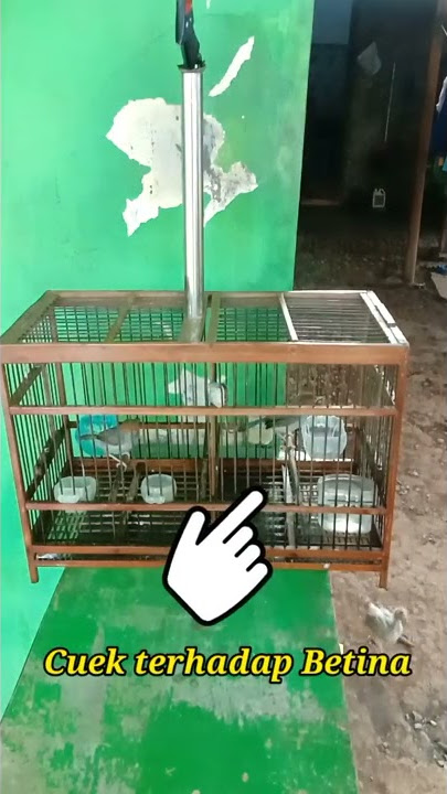 Prenjak kurang birahi