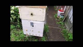 проблемы с пчелами в июле и августе - хорошие и плохие методы исправления отрутневевших семей пчел