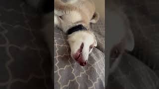 Evil husky puppy smile #huskypuppy #husky #huskylovers