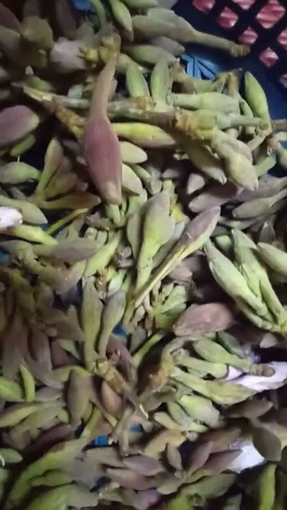 कचनार ||की सब्जी|| kchi kali kchnaar || ki thodi nhi Jaati