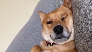 ババアに撫で活される犬（雑種犬） by とろの日常 1,825 views 7 days ago 1 minute